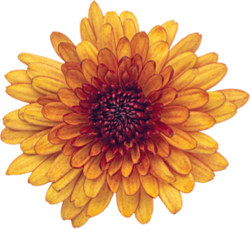 Fresh Spring Flower Collection Kyara Florist